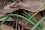 Common grape hyacinth